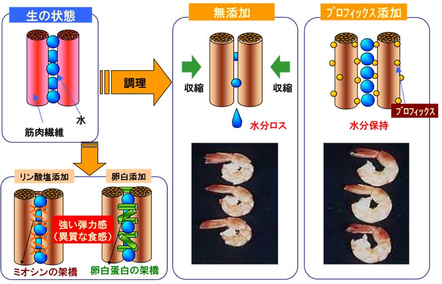 畜肉加工品と「凝固」「保水」キノウ